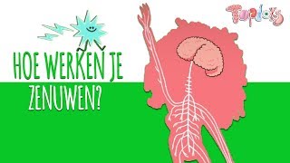 HOE WERKEN JE ZENUWEN  TOPDOKS ANIMATIE [upl. by Akirret597]