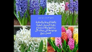 كيفية زراعة وانبات زهرة السنبل والاحتفاظ بها كل فصل ربيع Hyacinthus orientalis [upl. by Wallace723]