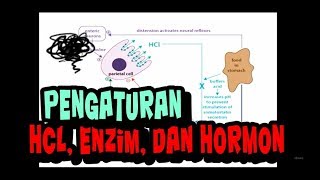 Fisiologi Pengaturan Sekresi LambungCephalic gastric intestinal phase HCL Enzim dan Hormon part 2 [upl. by Firooc551]