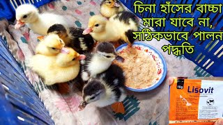 চিনা হাঁসের বাচ্চা সঠিকভাবে পালন পদ্ধতি। Cina hasher baccha palon kora [upl. by Walcott]