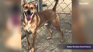 Dog who just got adopted after spending years at shelter cant stop smiling [upl. by Kcirederf]