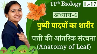 L17 पत्ती की आंतरिक संरचना  Anatomy of Leaf  अध्याय6 पुष्पी पादपों का शारीर  11th Biology [upl. by Ecurb]