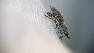 Horsefly slow motion [upl. by Namra]