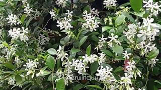 Trachelospermum Jasminoides [upl. by Gollin985]