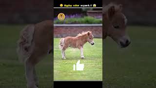 குதிரைகள் எதனால இப்படி கதறி அழுதுங்க  Horse Fake Crying Tears  Animal Voiceover Tamil [upl. by Nallaf]