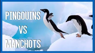 Pingouins VS Manchots  IRL [upl. by Yarb]