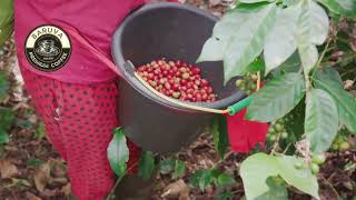 Coffee beans life cycle [upl. by Valdemar469]