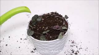 How to Grow and Repot String of Hearts Ceropegia woodii Plant Bought this Online [upl. by Arlen197]