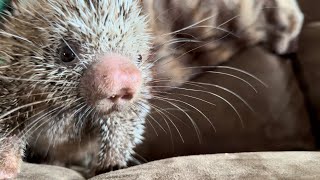 Prehensile tailed porcupine [upl. by Jacquette162]