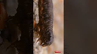 Amazing CloseUp underwing caterpillars commonly known as cutworms [upl. by Ahsinroc]