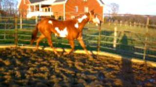 Chestnut Overo Paint Filly [upl. by Ondrea]