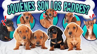 CONFESANDO LA HISTORIA DE LOS CACHORROS  LOS POLINESIOS VLOGS [upl. by Einafit603]