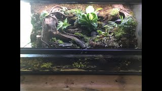 Fire Bellied Toad Bioactive Paludarium Build [upl. by Nosirrah650]