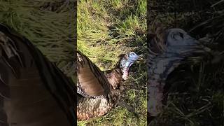 410 Turkey harvest at 9 yards turkeyhunting turkeyhunt huntingseason hunting hunter [upl. by Obocaj]