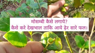 मोसम्बी के पेड़ की पूरी देखभाल। Citrus limetta Plant Care in HindiUrdu [upl. by Etteluap769]