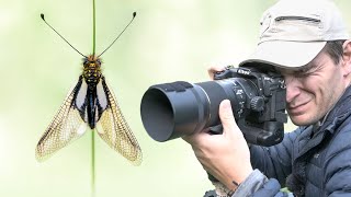 Rencontre photo avec un insecte incroyable [upl. by Barney]