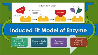 Induced Fit Model of Enzyme Action [upl. by Bruyn]