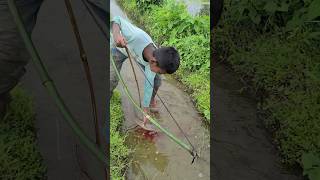 Fiahing video animalsfishhooks fishtrap fish shorts catfish sharkfishingvideo fishvideo [upl. by Entirb]