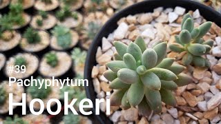 39 Identificando espécies Pachyphytum Hookeri  Succvicio [upl. by Aihtela]