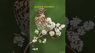 Song thrush turdus صوت السمن للصيد [upl. by Zosi]