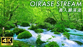 【4K Japan Walk】Japans famous scenic spot where the beautiful flowing water and greenery soothe us [upl. by Magbie]