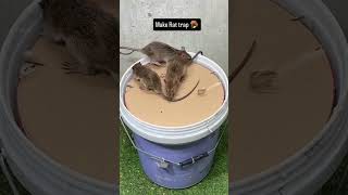 Homemade Rat Catcher ytshortsindia viralshort ytshorts viralvideo ytshort [upl. by Yecram]