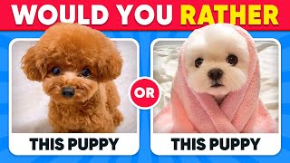 Would You Rather ANIMALS Edition 🐶😺 Quiz Kingdom [upl. by Asle]