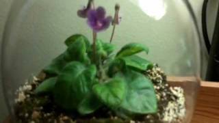 How to Grow Sinningia or Gesneria from seed [upl. by Clougher]