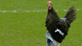 Blackburn Rovers vs Burnley 2014 Chicken on the pitch [upl. by Zosima55]