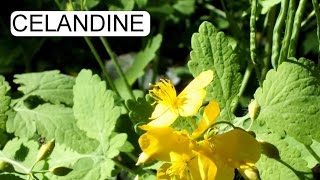 CELANDINE  CHELIDONIUM MAJUS  VÉREHULLÓ FECSKEFŰ [upl. by Ketty]