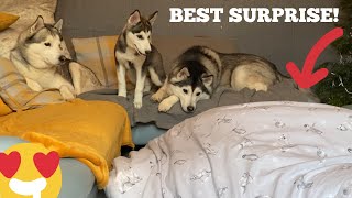 SUPRISING MY PUPPY amp HUSKIES BEST SURPRISE EVER [upl. by Jason952]