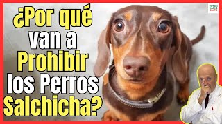 🔴 ¿PORQUE SE VAN A PROHIBIR LOS PERROS SALCHICHA EN ALEMANIA 🔴 [upl. by Hutchins185]