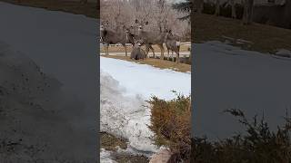 Walking a dog in Wyoming amongst Deer shorts Nature Wildlife Outdoors 🐶 Hunting [upl. by Haerr]