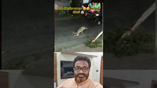 trending dog funny acting video 🤣🤣 funny comedy lyrics song blackscreen overlay love shorts [upl. by Nnylyam]