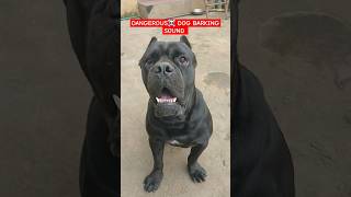 DANGEROUS DOG 🐕 BARKINGCANE CORSO BARKINGshortvideoviraltranding [upl. by Waverly]