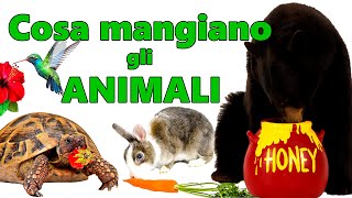 🐮🐈 ANIMALI COSA MANGIANO DI COSA SI NUTRONO Erbivori 🌱 Carnivori 🍖 Onnivori 🍯🐟  Scuola Primaria [upl. by Dante]