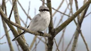 オオモズ Great Grey Shrike [upl. by Wini]