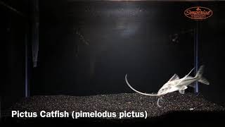 Large Pictus Catfish WYSIWYG [upl. by Keeley]