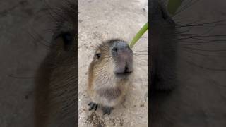 Happy Cappy feeding capybara [upl. by Belac]