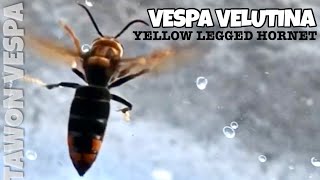 INSECTCORNER  Vespa Velutina  Yellow Legged Hornet  Tawon Vespa [upl. by Aynuat572]