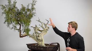 Creating a Juniper Bonsai from Yamadori material [upl. by Atnas]