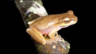 Frog Calls Queensland [upl. by Lavotsirc]