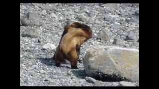 Two Grizzly Bears Fighting Over Female [upl. by Ossy421]