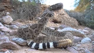 Western Diamondback Rattlesnake Strikes Camera [upl. by Tonia]