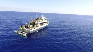 Guadalupe Great White Shark Diving  Above amp Below [upl. by Iives]