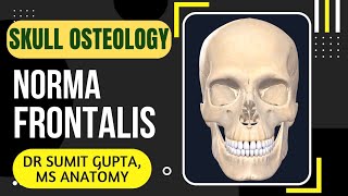 NORMA FRONTALIS  SKULL [upl. by Airb]