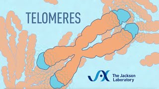 What are telomeres  Telomere animation [upl. by Pravit]