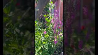 Lythrum Salicaria Dancing happyplants nature livegreenandloveyourgreens outdoorplants [upl. by Wehrle]