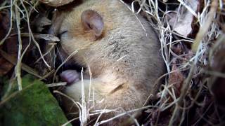 Sleeping Dormouse [upl. by Anaib]