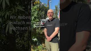 Eine riesige Hanfpflanze mitten auf dem Gehweg in Berlin shorts cannabis [upl. by Etty]